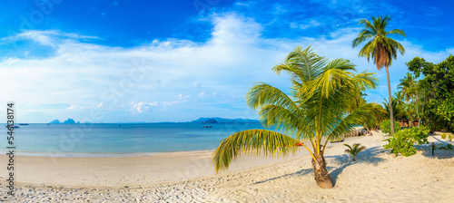 Single palm tree on beach