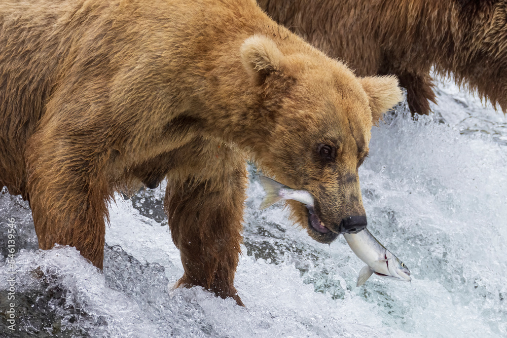 Wild coastal brown bear catching fish in the river by Brooks Falls in Katmai National Park (Alaska). Wild coastal brown bear catching fish in the river by Brooks Falls in Katmai National Park (Alaska).