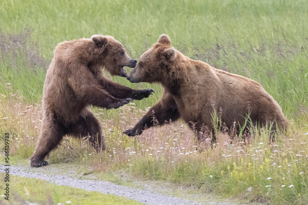 Wild coastal brown bears courting each other by the coast of Katmai National Park in Alaska. Wild coastal brown bears courting each other by the coast of Katmai National Park in Alaska.