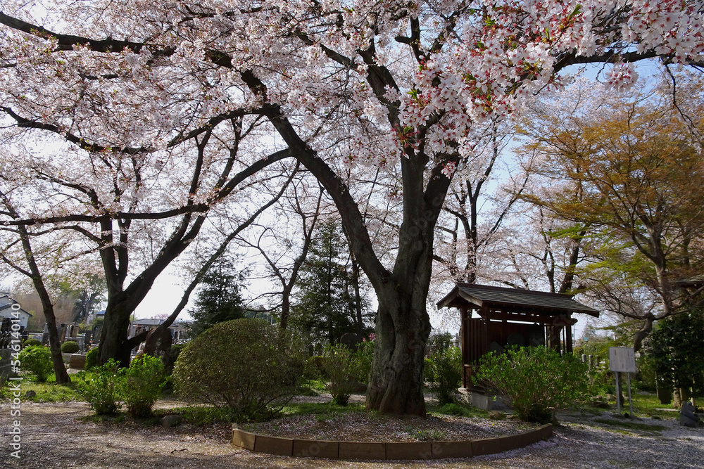 Fototapeta premium 桜が満開の浄光寺／日本埼玉県東松山市