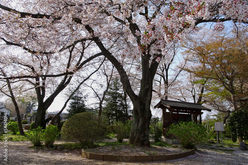 桜が満開の浄光寺／日本埼玉県東松山市 © yumiko
