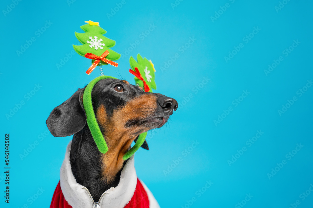 Φωτογραφία Portrait of dachshund dog in costume of Santa, who is wearing headband with decoration in shape of Christmas tree on its head, copy space