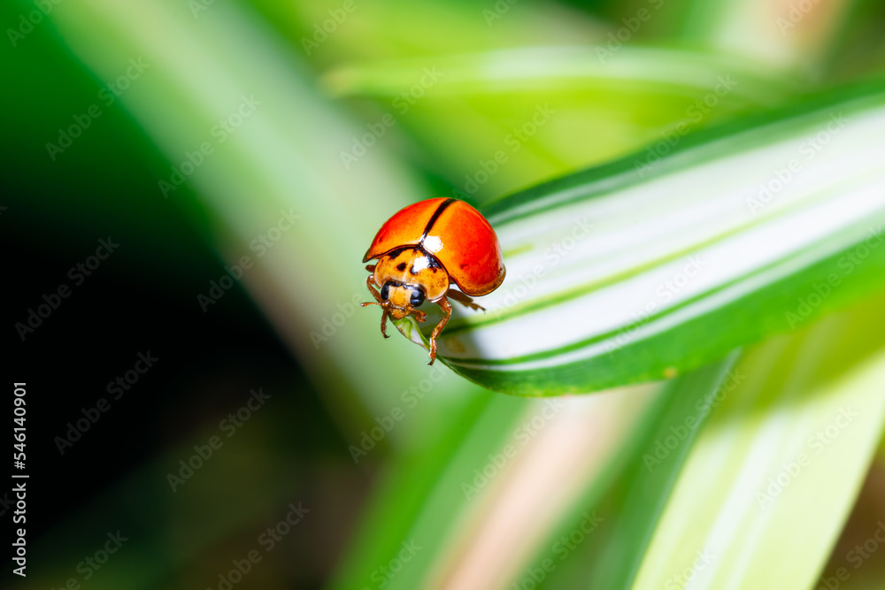 Close up view of Micraspis discolor (Fabricius). Beautiful orange tiny insect it is perched on tip of a blade of grass. Close up view of Micraspis discolor (Fabricius). Beautiful orange tiny insect it is perched on tip of a blade of grass.