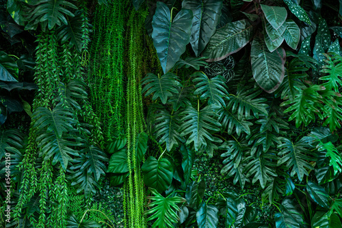 Full Frame of Green Leaves Pattern Background  Nature Lush Foliage Leaf Texture  tropical leaf