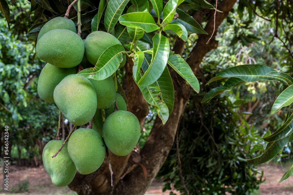 Mango Fruits are Ripening on mango tree orchard in Brazil pomar de árvores Mango Fruits are Ripening on mango tree orchard in Brazil pomar de árvores