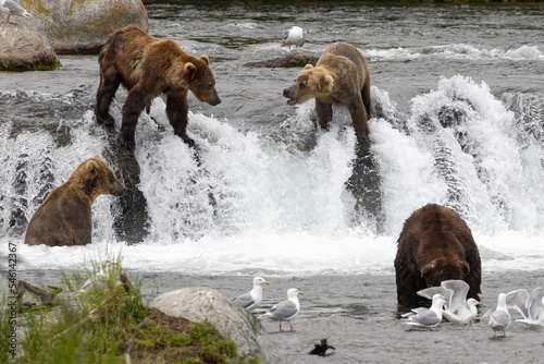 Wild coastal brown bear catching fish in the river by Brooks Falls in Katmai National Park (Alaska). 