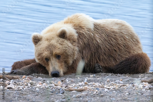 Wild xoastal brown bear taking a nap on the beach in Katmai National Park (Alaska).