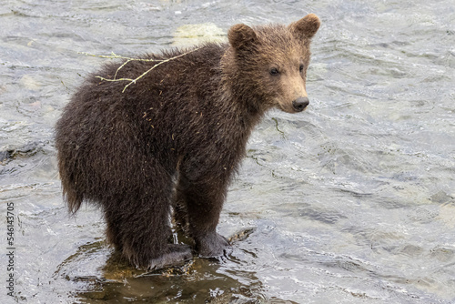 A wild brown bear cub in Katmai National Park (Alaska).