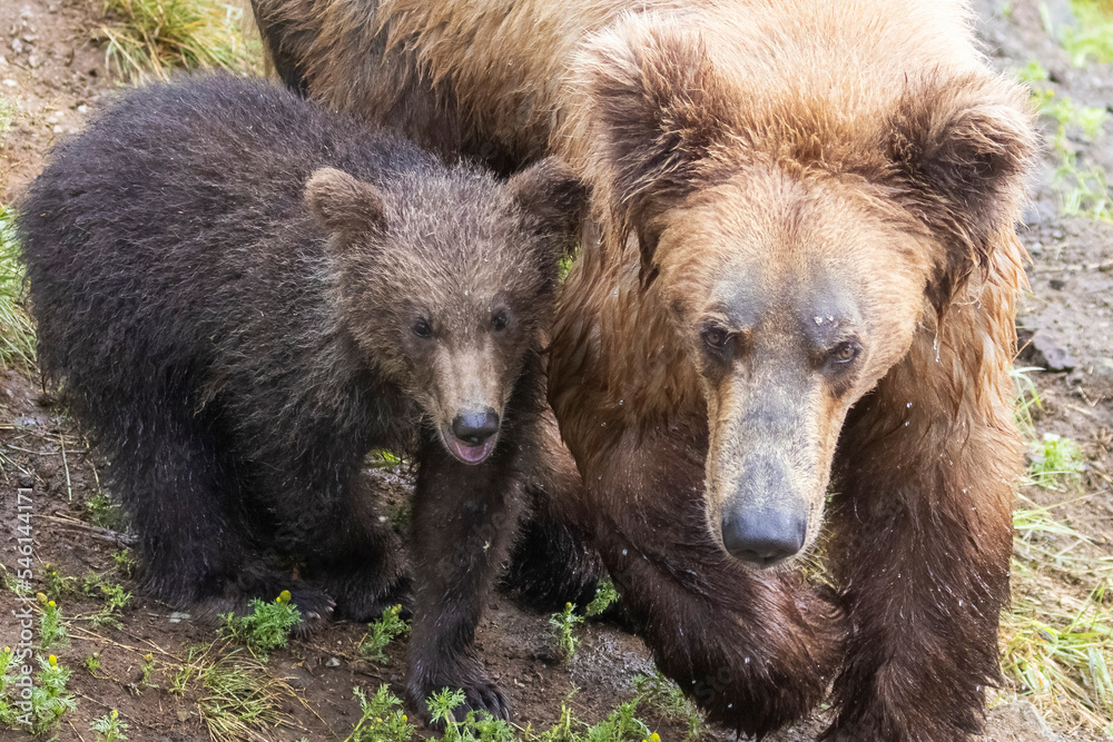 A wild brown bear cub in Katmai National Park (Alaska). A wild brown bear cub in Katmai National Park (Alaska).