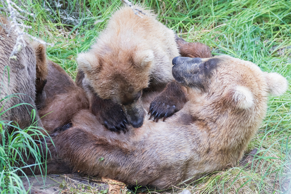 Fototapeta premium Wild brown bear cubs nursing with their mother in Katmai National Park in Alaska.