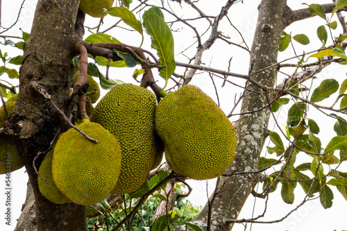 View of jackfruit fruit in an orchard of jackfruit  Artocarpus heterophyllus  trees on a site in Brazil