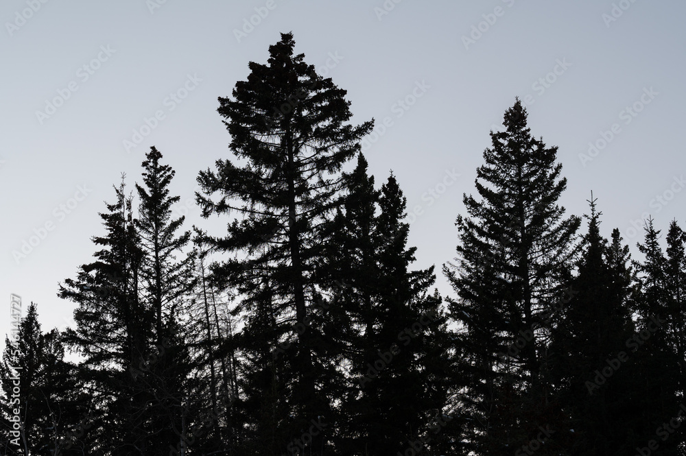 Evergreen trees in winter at sunset