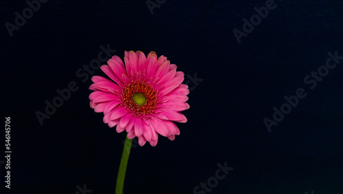 Pink Gerber Daisy