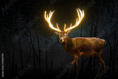 Moose with illuminated horns walks at night in the forest photo
