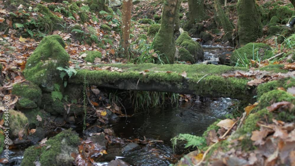 Small stream flows through autumn-colored woodland Small stream flows through autumn-colored woodland