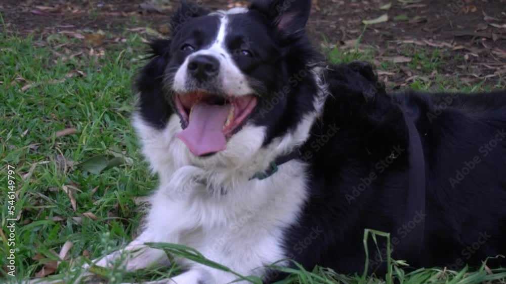 A happy dog have to go for a walk everyday with his owner and enjoy the grass and sun on a break on a park A happy dog have to go for a walk everyday with his owner and enjoy the grass and sun on a break on a park