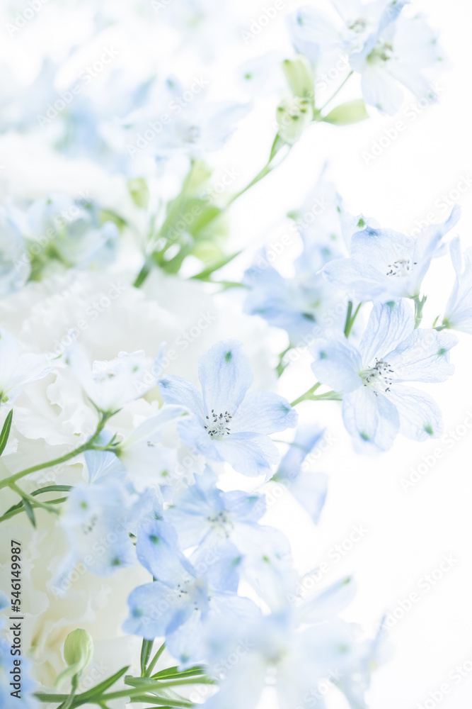 Fototapeta premium 花 喪中 葬式 悲しみ 白 背景 青い花