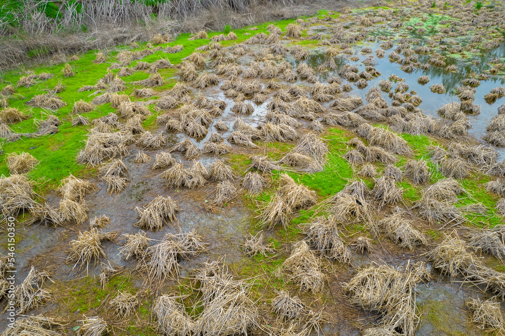 View of swamp with dry grass hills. Home for some birds. View of swamp with dry grass hills. Home for some birds.