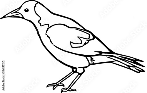 Hand drawn Australian Magpie