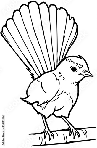 Hand drawn Willy Wagtail
