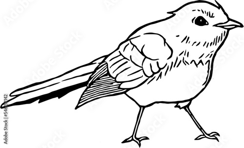 Hand drawn Willy Wagtail
