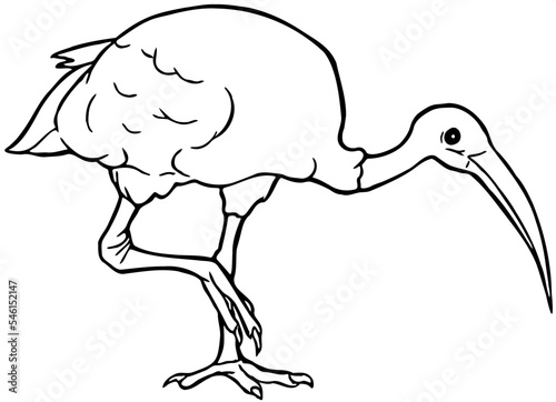 Hand drawn Australian White Ibis