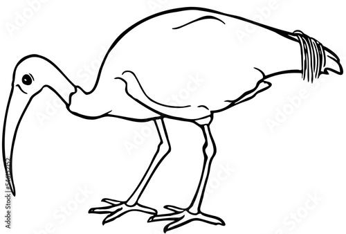 Hand drawn Australian White Ibis