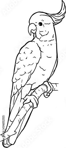 Hand drawn Yellow-crested Cockatoo