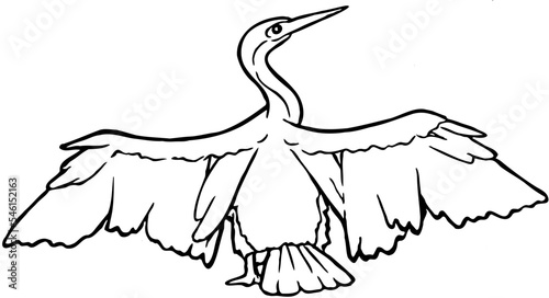 Hand drawn Cormorant