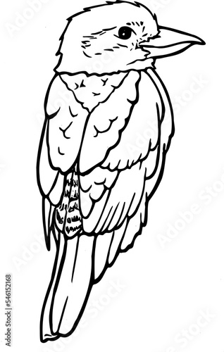 Hand drawn Kookaburra
