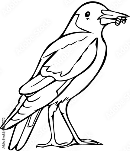 Hand drawn Australian Magpie