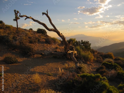 Sunset at Joshua Tree National Park by San Andreas Fault Overlook