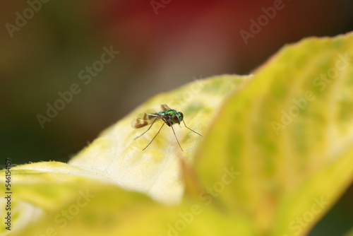 fly on leaf © Diego