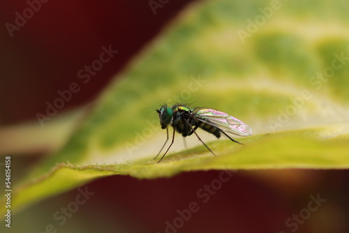close up of fly © Diego
