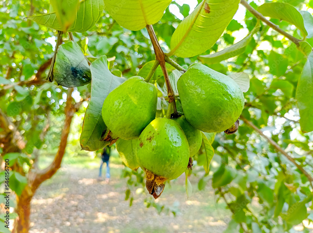 Capture of guavas hanging on the tree's branch. Hanging guava fruit