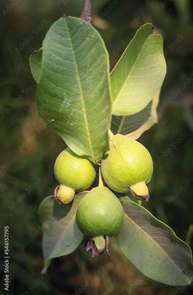 Capture of guavas hanging on the tree's branch. Hanging guava fruit