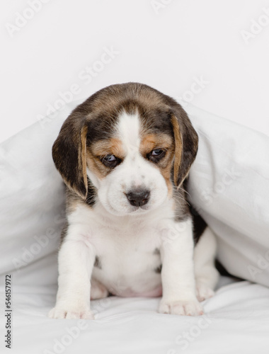 Little beagle puppy lying under a blanket at home
