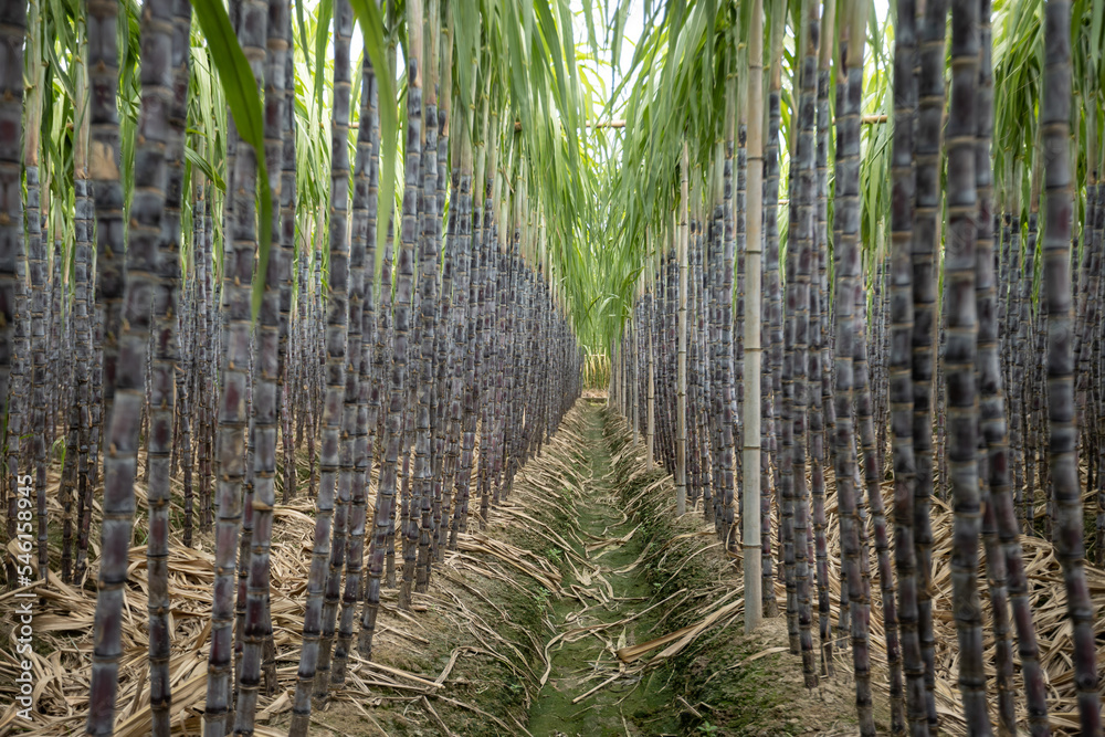 Fototapeta premium Sugarcane field with plants growing