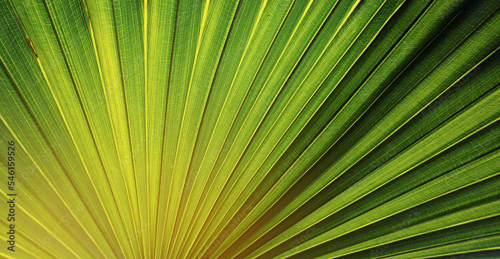 Obraz premium tropical palm leaf , abstract natural green background