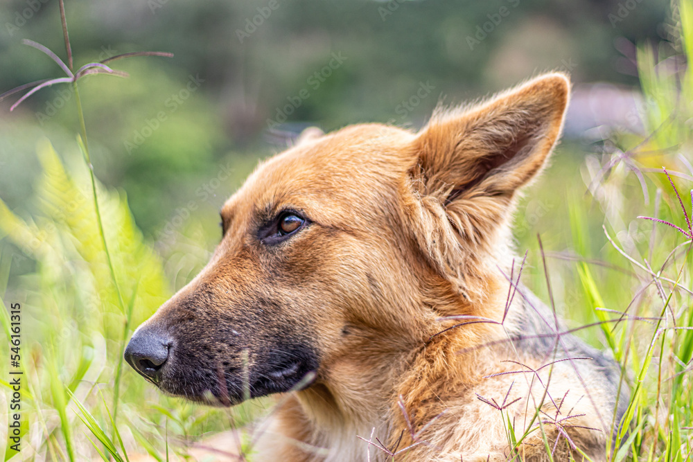 Naklejka premium german shepherd dog