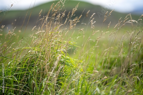 Fotografija grass growing on a regenerative farm