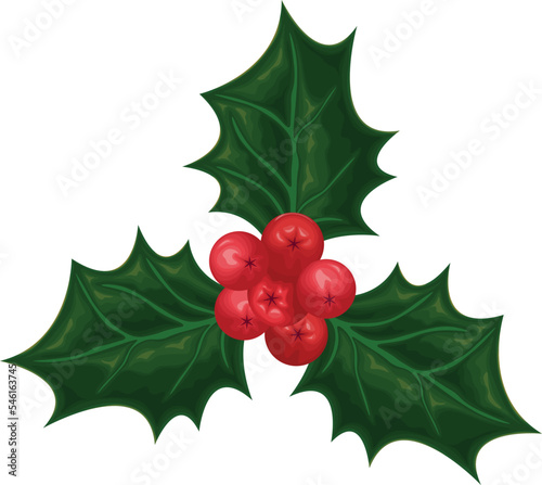 Holly. Holly leaves and berries. An image of a holly tree with red berries. The plant is a symbol of Christmas. Vector illustration isolated on a white background