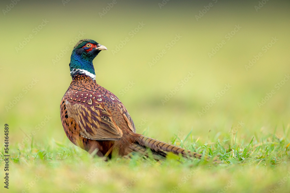 Ringneck Pheasant (Phasianus colchicus) male close up Ringneck Pheasant (Phasianus colchicus) male close up