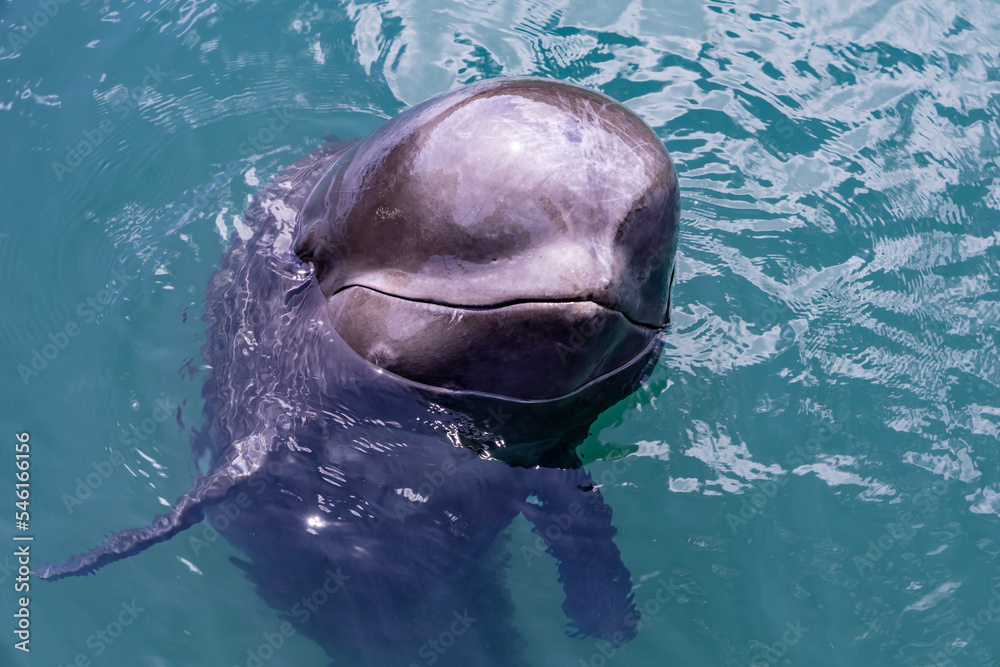 custom made wallpaper toronto digitalゴンドウクジラとの触れ合い