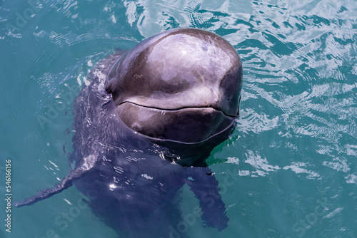 Wallpaper Mural ゴンドウクジラとの触れ合い Torontodigital.ca