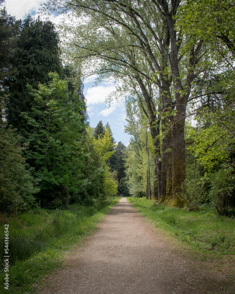 Fototapeta premium path in the forest