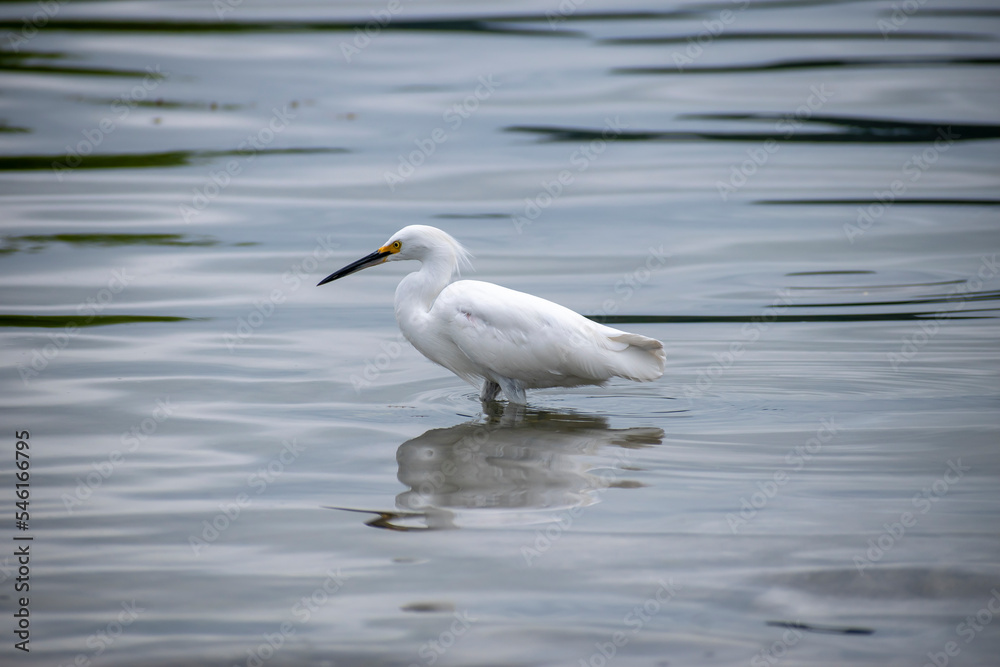 Bird Egretta thula looking for small fish to eat Bird Egretta thula looking for small fish to eat