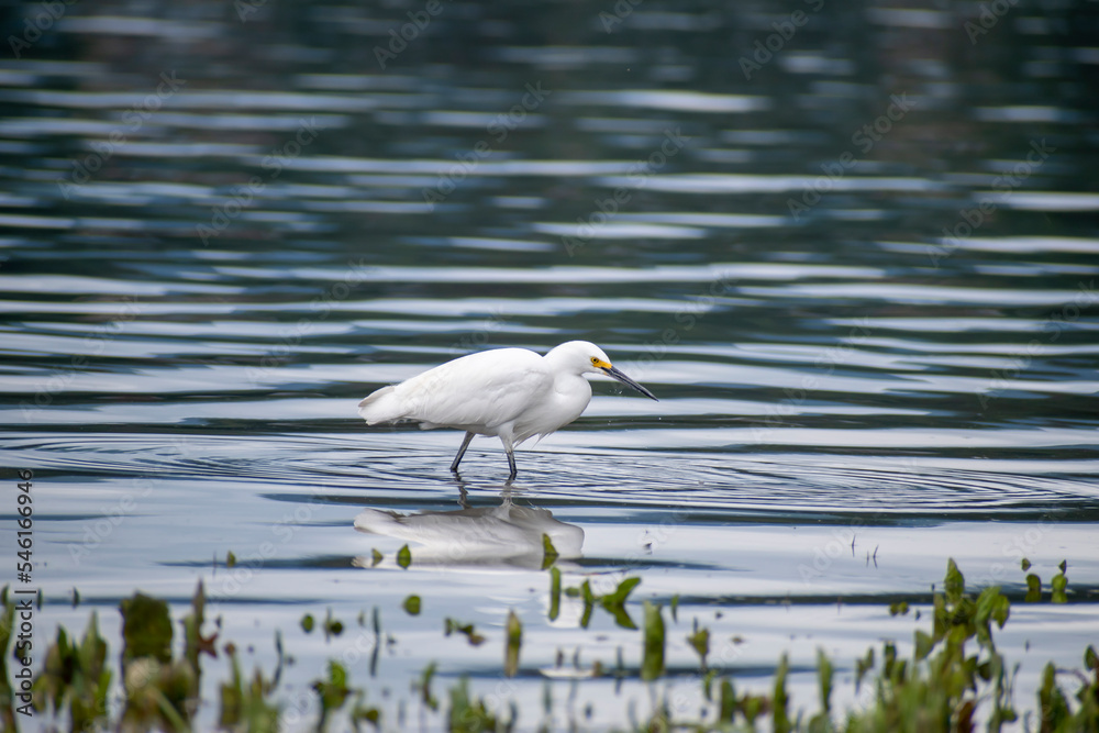 Bird Egretta thula looking for small fish to eat