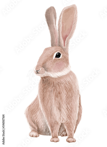 Grey European hare. Watercolor illustration isolated on a white background.