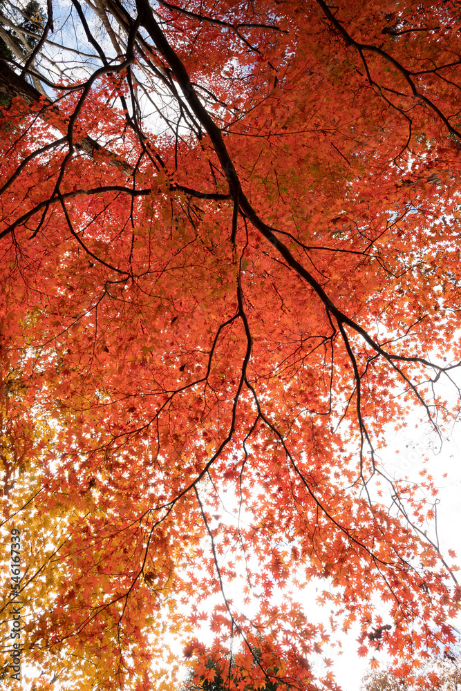 冷え込み強く紅深く